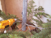
Drilling the stand to the tree.
